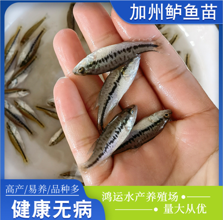厂家批发大口黑加州鲈鱼苗鲈鱼水花花鲈寨花鲈板鲈鲛鱼苗养殖鱼苗