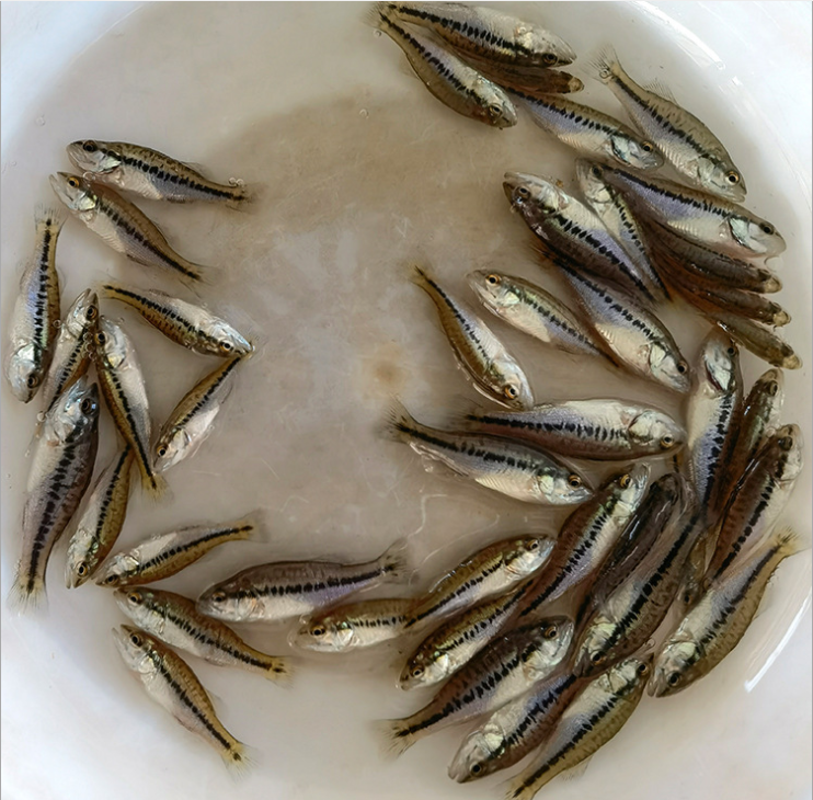 厂家批发桂花鱼苗水产养殖桂花鱼鳜鱼幼苗鳌花鱼苗成活率高