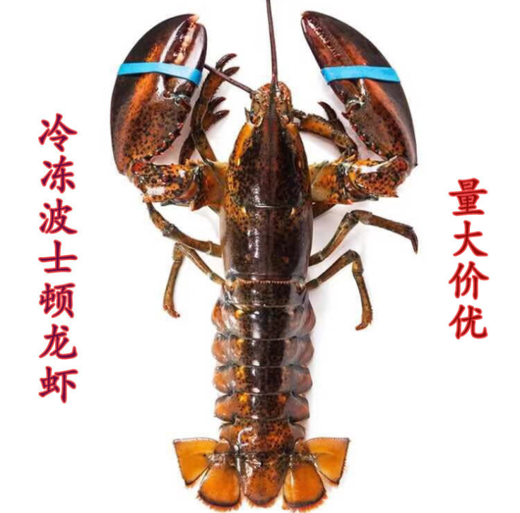 加拿大水产冻波士顿龙虾1.6-3斤/只冷冻龙虾生冻波龙海鲜批发