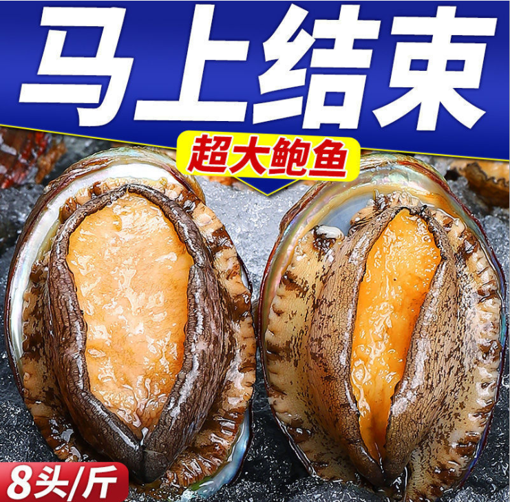 批发新鲜大鲍鱼活体鲍鱼冷冻水产品即食鲍鱼酒店水产贝类海鲜