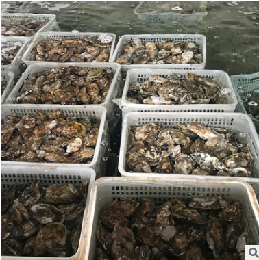 牡蛎海鲜海蛎子当季海鲜水产鲜活生蚝