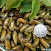 海瓜子，薄壳鲜美，大排档，档口，小炒均可