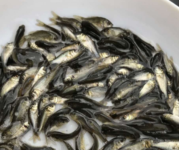 大量供应优质鲤鱼苗