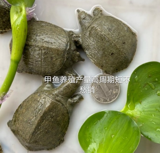 甲鱼苗批发 供应中华甲鱼苗