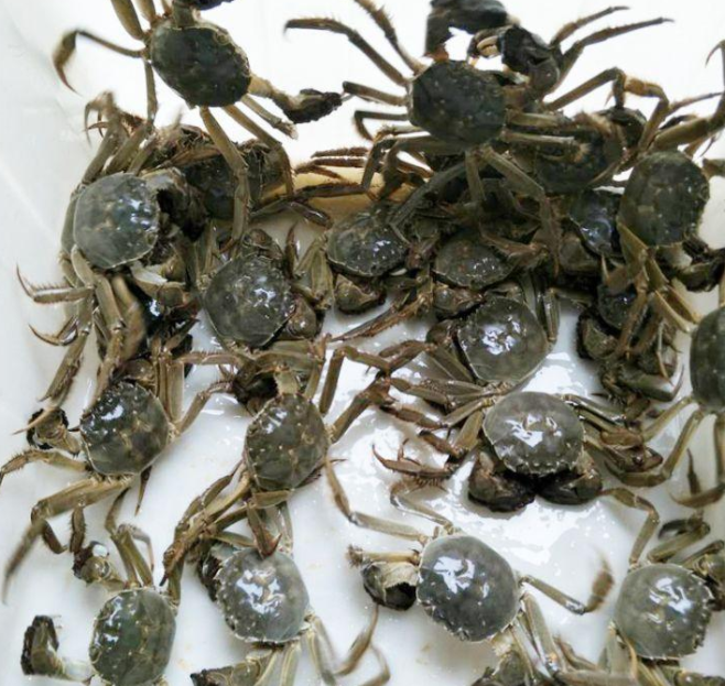鲜活兴化红膏大闸蟹香辣蟹老头蟹
