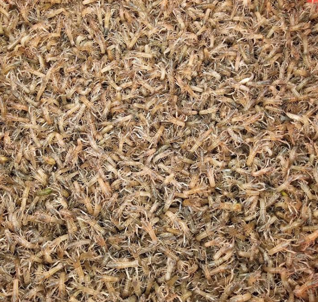澳洲淡水龙虾苗 蓝色龙虾苗 淡水龙虾苗 澳龙虾苗批发