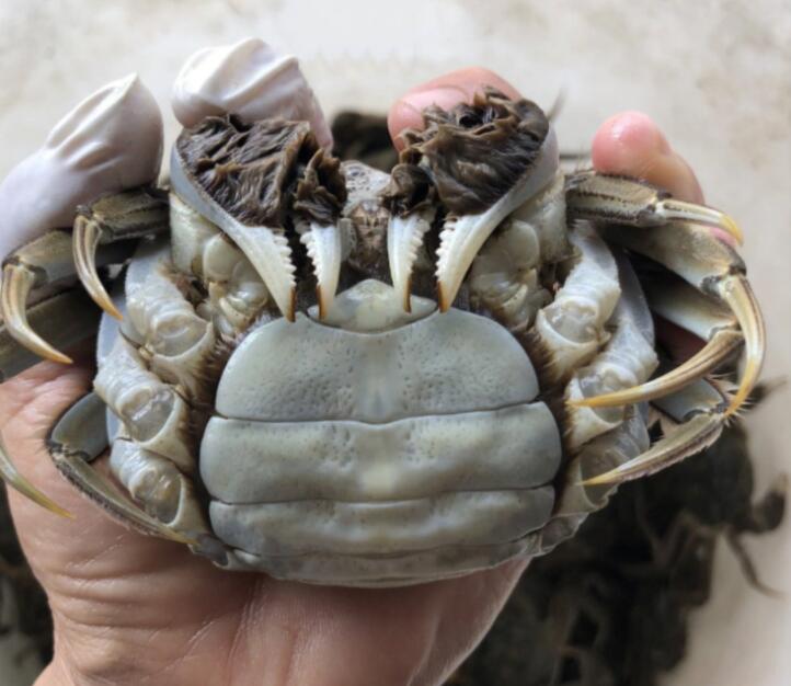 阳澄湖镇蟹塘直供大闸蟹