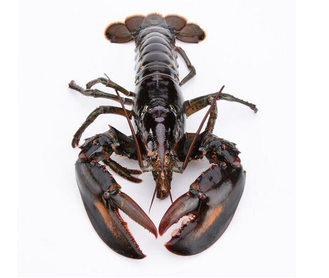 海鲜水产大虾 500-600g/只 大龙虾2只