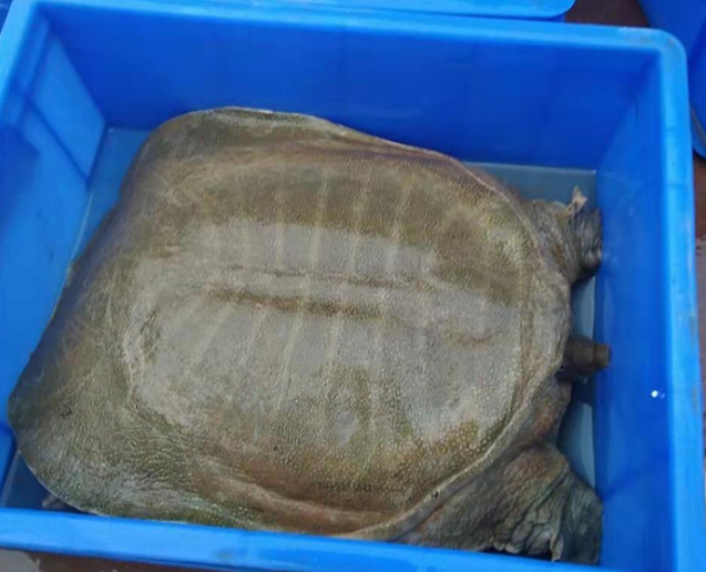 5斤以上八年特大甲鱼