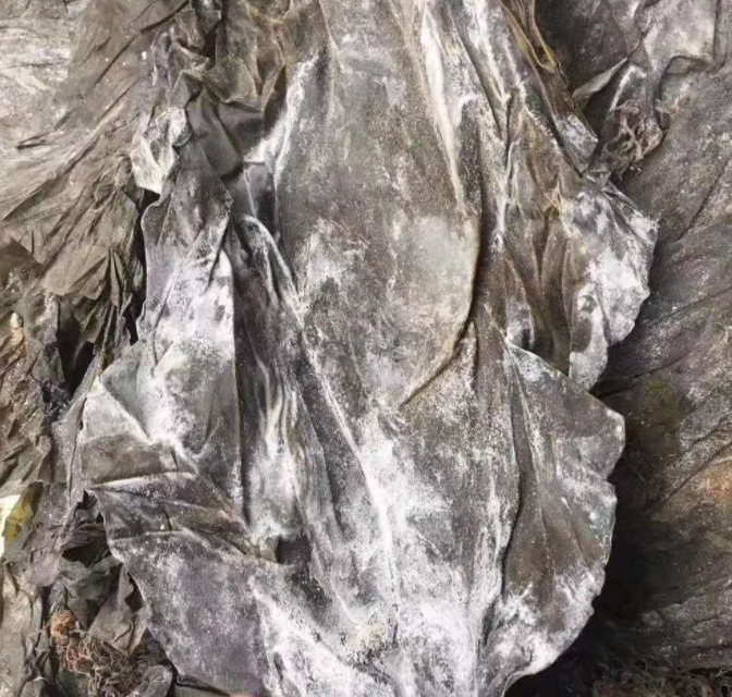 干海带盐渍海带散装 海带片批发 厂家