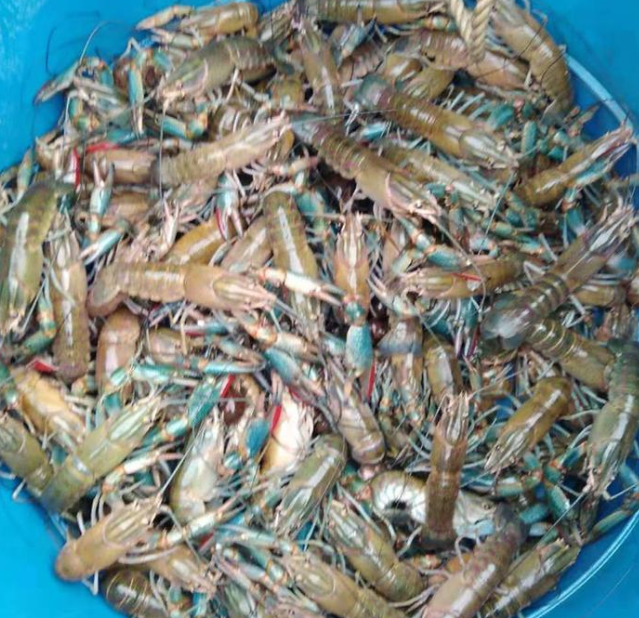 澳洲淡水龙虾苗 蓝色龙虾苗