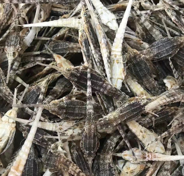 海麻雀海燕子水产干货炖汤煲汤泡酒海味干货现货批发250g