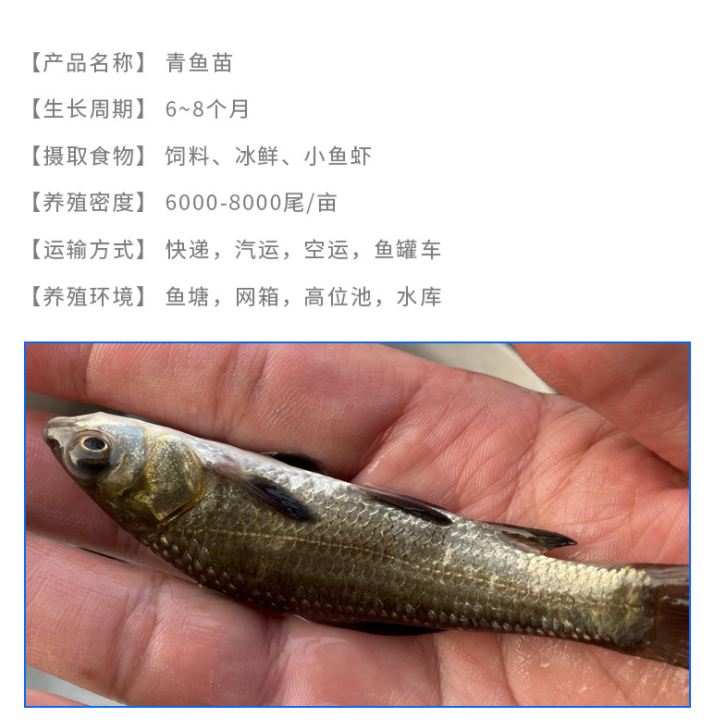 全国运输包活青鱼鱼苗