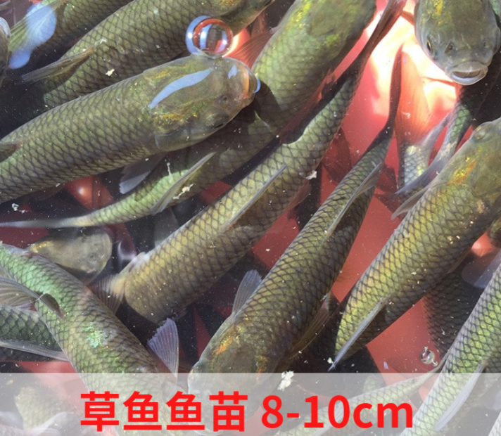淡水养殖草鱼苗批发