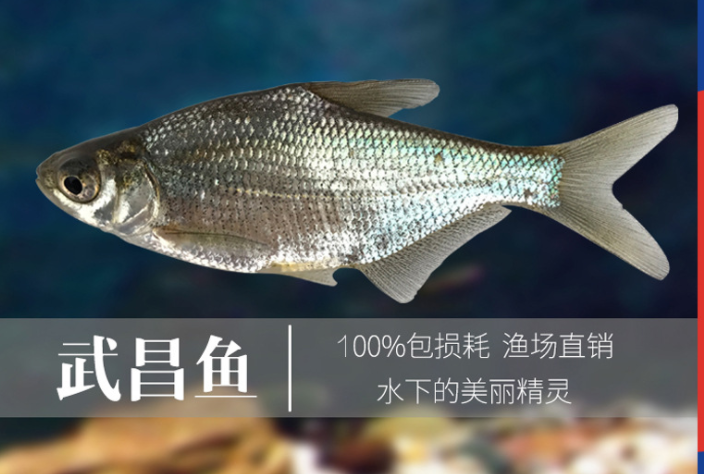 武昌鱼苗3-5cm淡水鱼苗批发