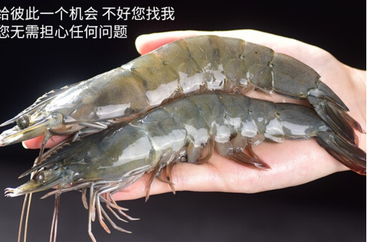 新鲜国产大虾鲜活超大青虾 13-16厘米 4斤装