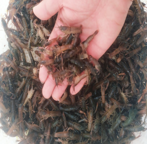 澳洲龙虾苗