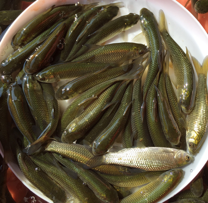 饲料鱼草皖鱼苗四大家鱼鱼苗批发8-10cm