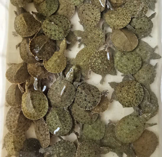 一年甲鱼苗2~5g
