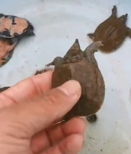 破壳甲鱼苗 10-20克规格