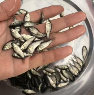 批发鲫鱼苗 2~3CM 统货
