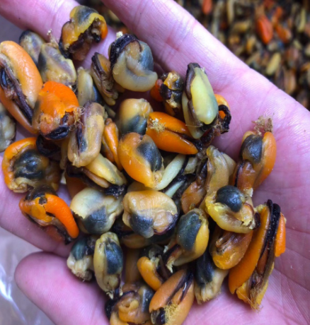 淡菜干 海虹 扇贝 海鲜水产干货  30斤/件