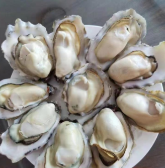 净化蚝 全壳三倍体乳山生蚝