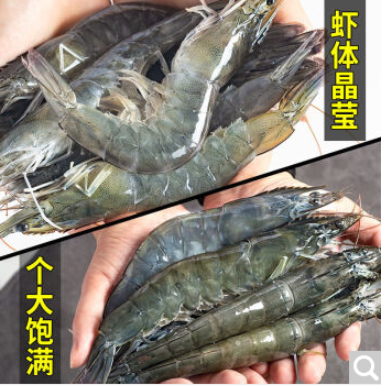 青虾新鲜海虾冻虾鲜虾虾类生鲜 11-13cm 4斤装