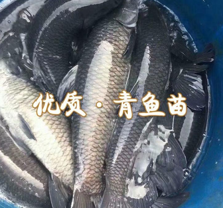 青鱼鱼苗淡水养殖