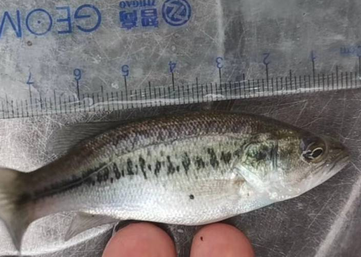 养殖加州鲈鱼苗 加州鲈鱼苗养殖