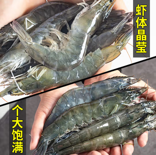 国产大虾4斤白虾 基围虾 青虾 11-13cm