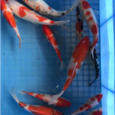锦鲤鱼苗批发 观赏鱼活体
