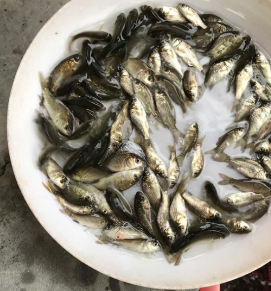 中科5号鲫鱼苗批发