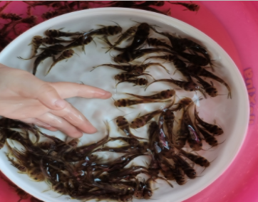 少病害杂交黄骨鱼苗种