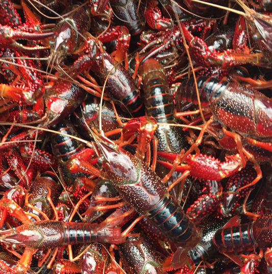 小龙虾活虾1.5kg 6-8钱/只 40-50只